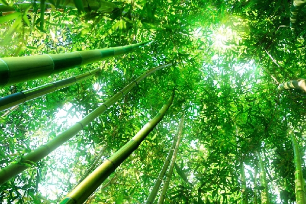 parquet bamboo naturale