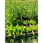 Onlywood Orto Rialzato Legno 16 Scomparti in Pino Trattato 120 x 120 x 18 cm-80785