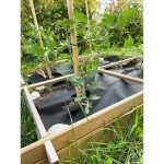 Onlywood Orto Rialzato Legno 4 Scomparti in Pino Trattato 100 x 100 x 18 cm-79981