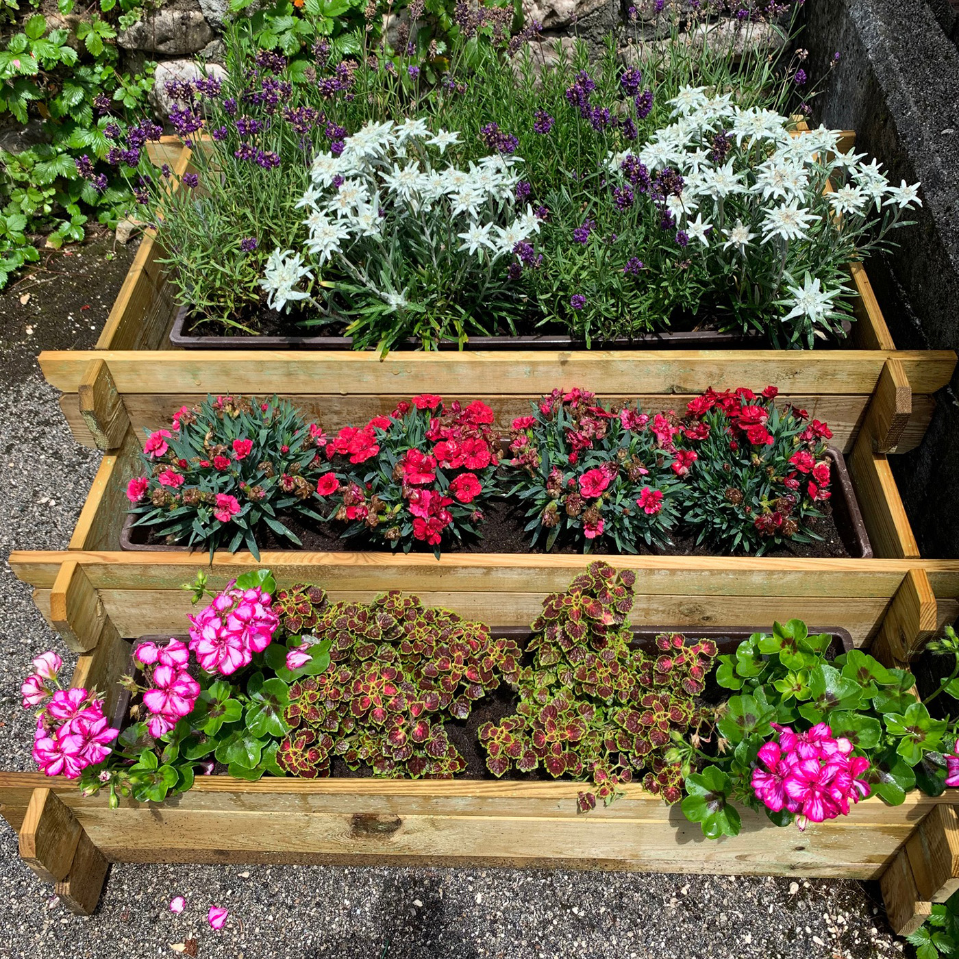 Onlywood Orto Rialzato legno CASCATA 3 Livelli in Pino Trattato 100 x 100 x 36 cm-89869