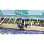 Onlywood Confezione 2 Pezzi Orti Rialzati 4 Scomparti in Legno Trattato 120 x 40 x 36 cm-79621