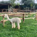 Onlywood Staccionata in Legno Rustica Valdostana a pali interi in Castagno Scortecciato-83571
