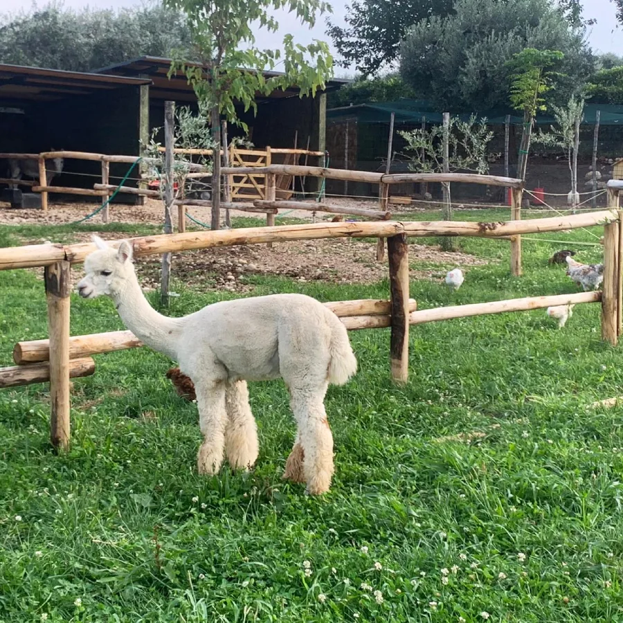 Onlywood Staccionata in Legno Rustica Valdostana a pali interi in Castagno Scortecciato-83571