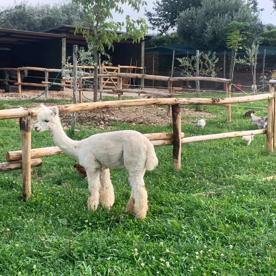 Onlywood Staccionata in Legno Rustica Valdostana a pali interi in Castagno Scortecciato-83571