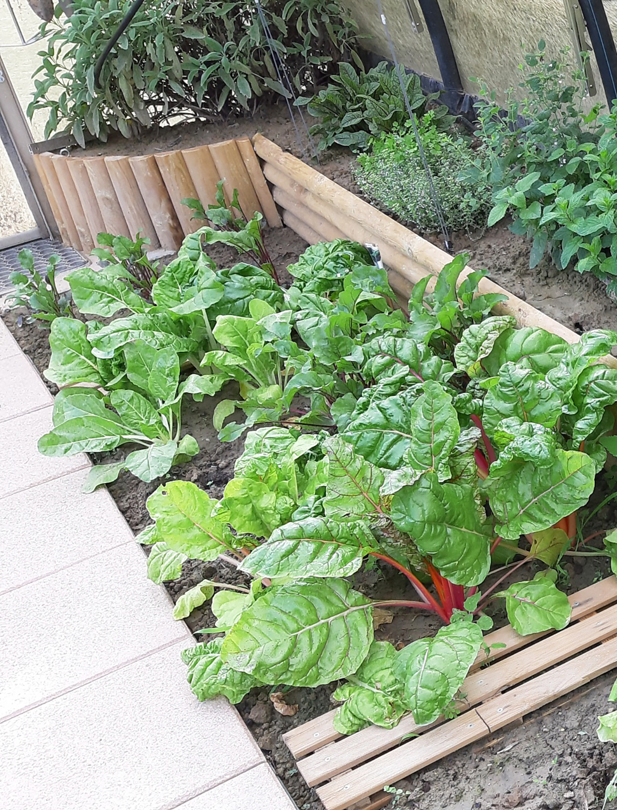 mezzi-pali-pino-foto-clienti-2