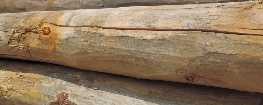 Pali castagno – Mezzo Palo in Legno di CASTAGNO Scortecciato CERTIFICATO PREMIUM