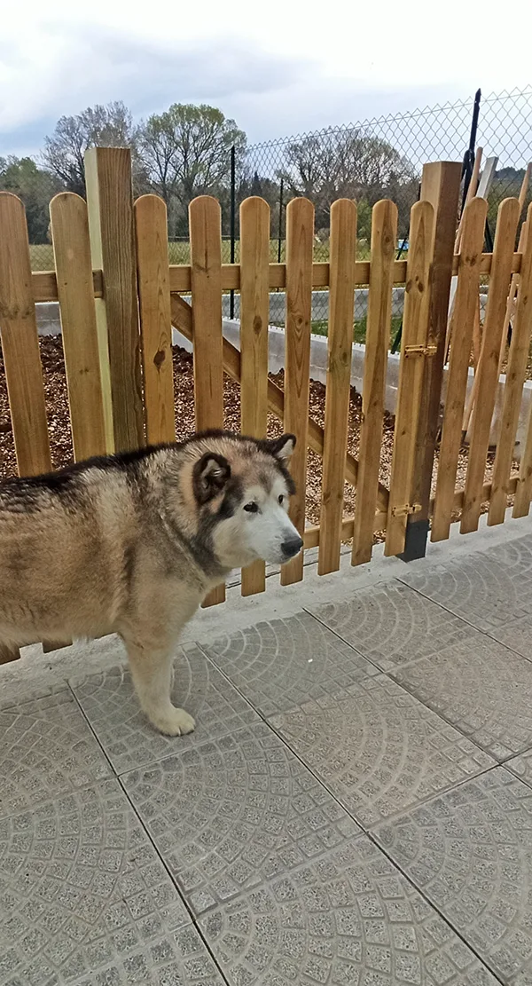 Posare uno steccato in legno per cani