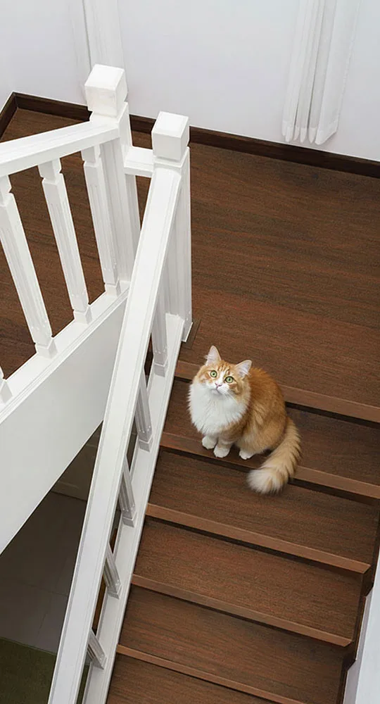 Scala con gatto
