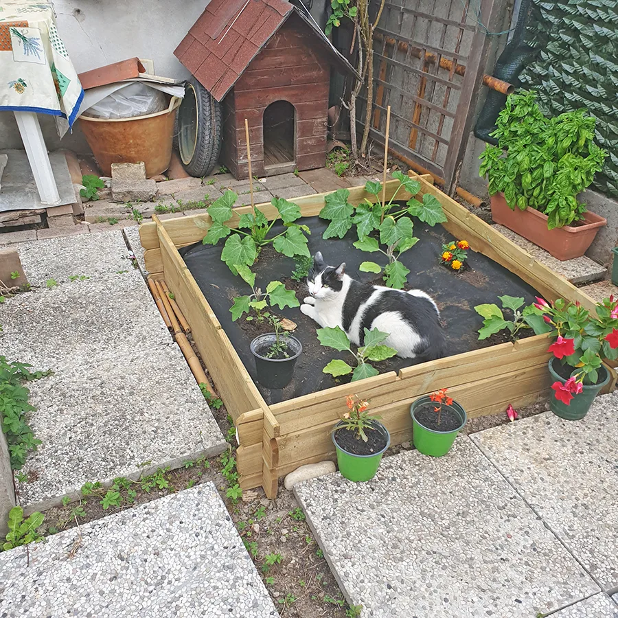 Orto rialzato in legno con erba gatta