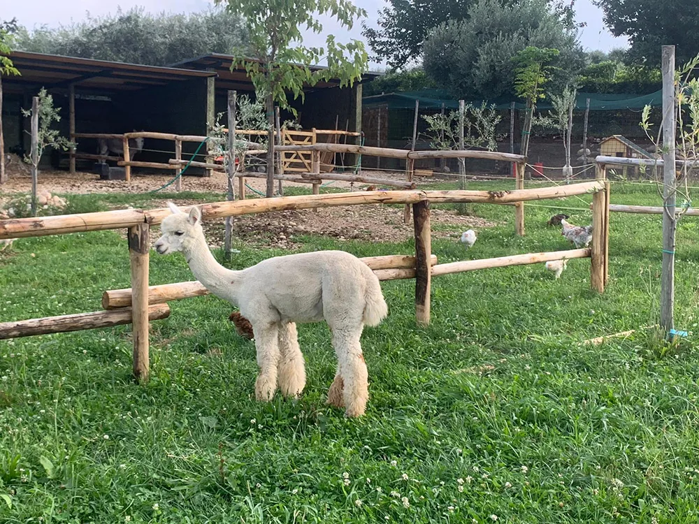 Staccionata Valdostana in castagno scortecciato per maneggio